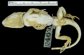 Media type: image; Herpetology R-12469